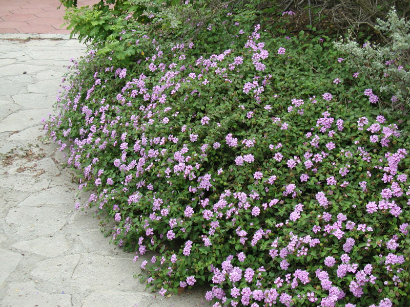 trailing lantana, weeping lantana, small lantana, purple lantana , trailing shrubverbena